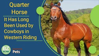 The Quarter Horse Breed : Most Famous in The World by Birzwine 249 views 2 years ago 5 minutes, 1 second