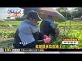 農民防巴威！鳳梨綁葉防曬 莧菜半夜搶收@newsebc
