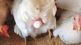 Chicken laying an egg close up ! - 4K