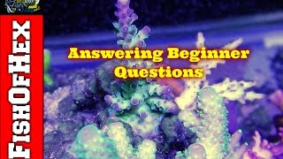 Answering Beginner Saltwater Hobbyist Questions | Part 1
