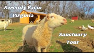 Serenity Farm Virginia Animal Sanctuary Tour 3D 180 VR