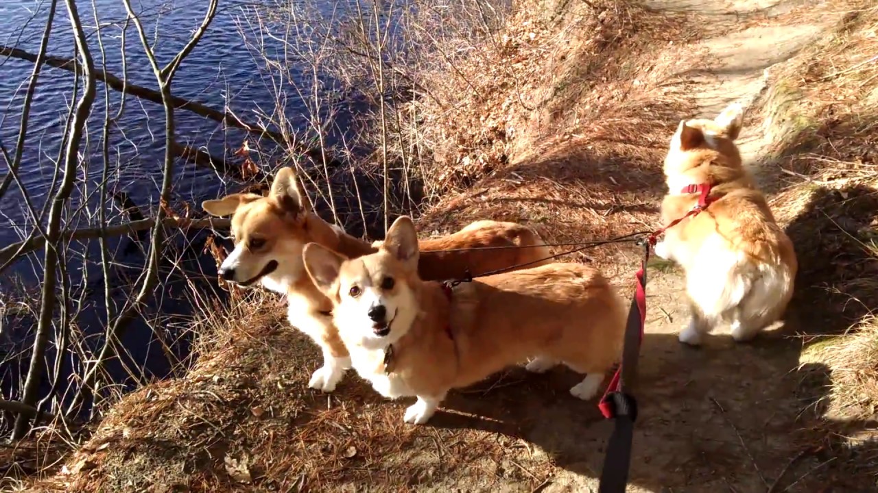 corgi hiking