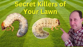 Grubs Destroying Lawns Try This Instead