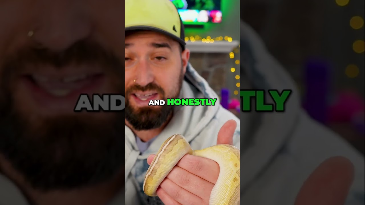 Королевские питоны: Тепло живота — это ВСЕ!