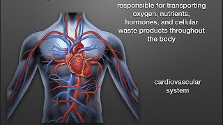 Introduction To The Circulatory System|Online Class|ACSP EP