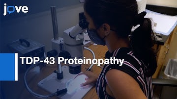 TDP-43 Proteinopathy Models to Measure Glucose Uptake | Protocol Preview