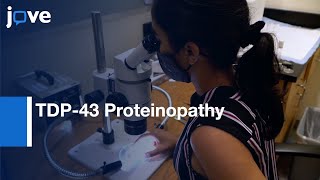 TDP-43 Proteinopathy Models to Measure Glucose Uptake | Protocol Preview