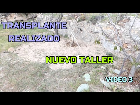 NUEVO TALLER. TRANSPLANTE DE MELOCOTONERO. VIDEO 3.