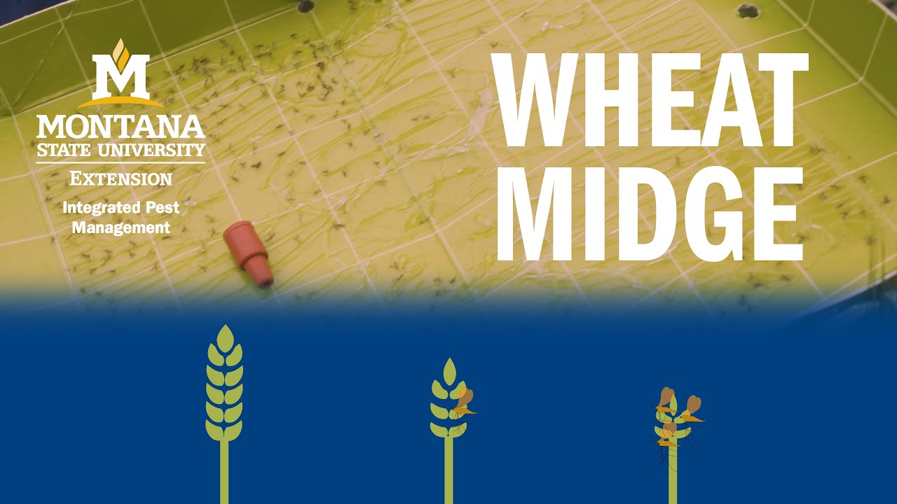 Why Monitor for Wheat Midge?