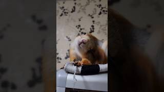 Почесушки от Моллички! ☺️ #squirrel #youtubeshorts #funnyvideo #goodmorning