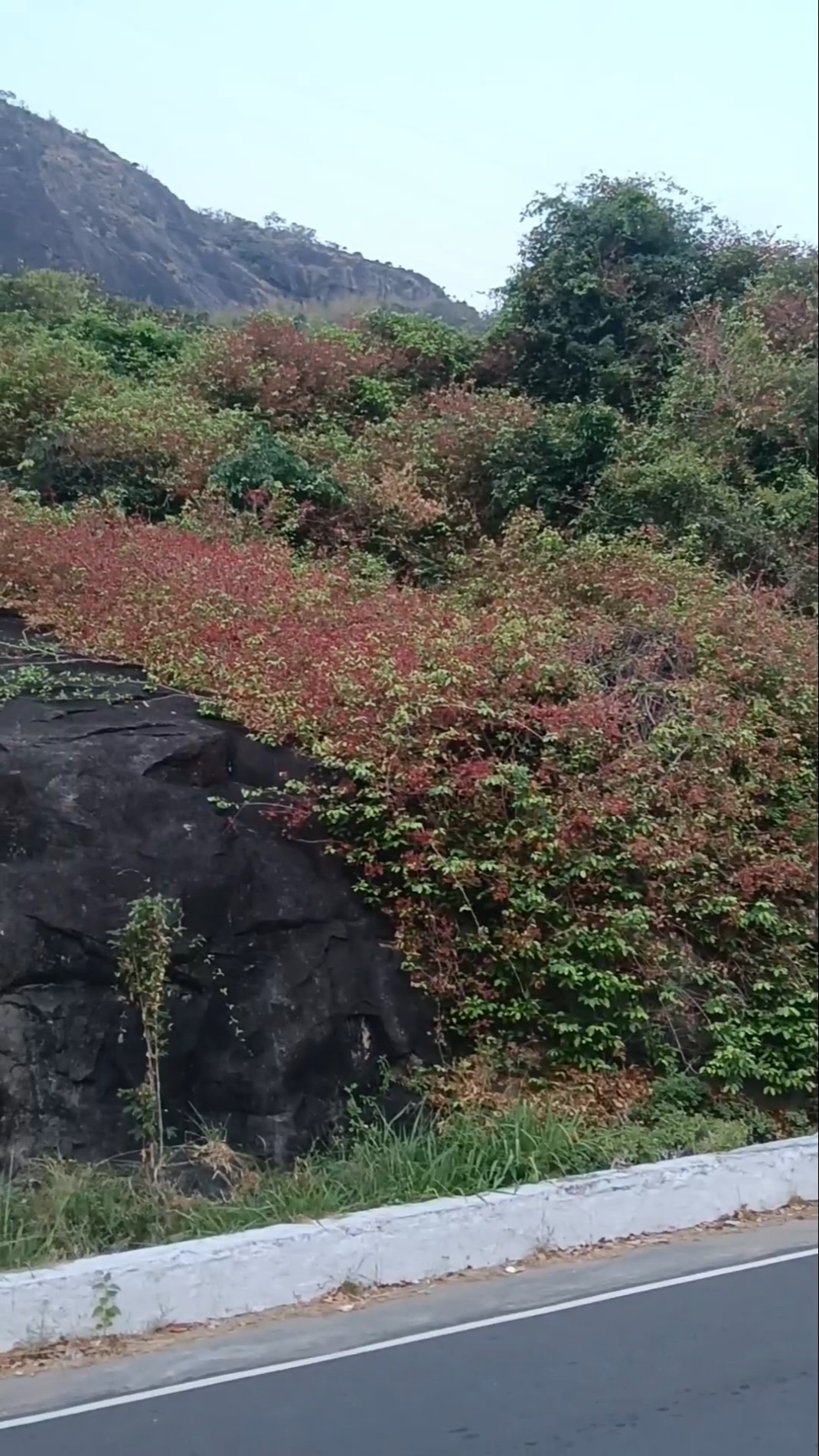 💞Feel My Love💖 - ShareChat