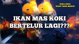 Ikan Mas Koki Bertelur Lagi Di Aquarium   Kokinian Goldfish