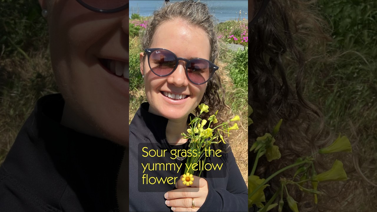 Meet sour grass! This flowering plant is tart but tasty 😋 