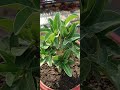plant care#video #viralshorts#trendingshorts #flower#adenium#repotting#youtubeshorts