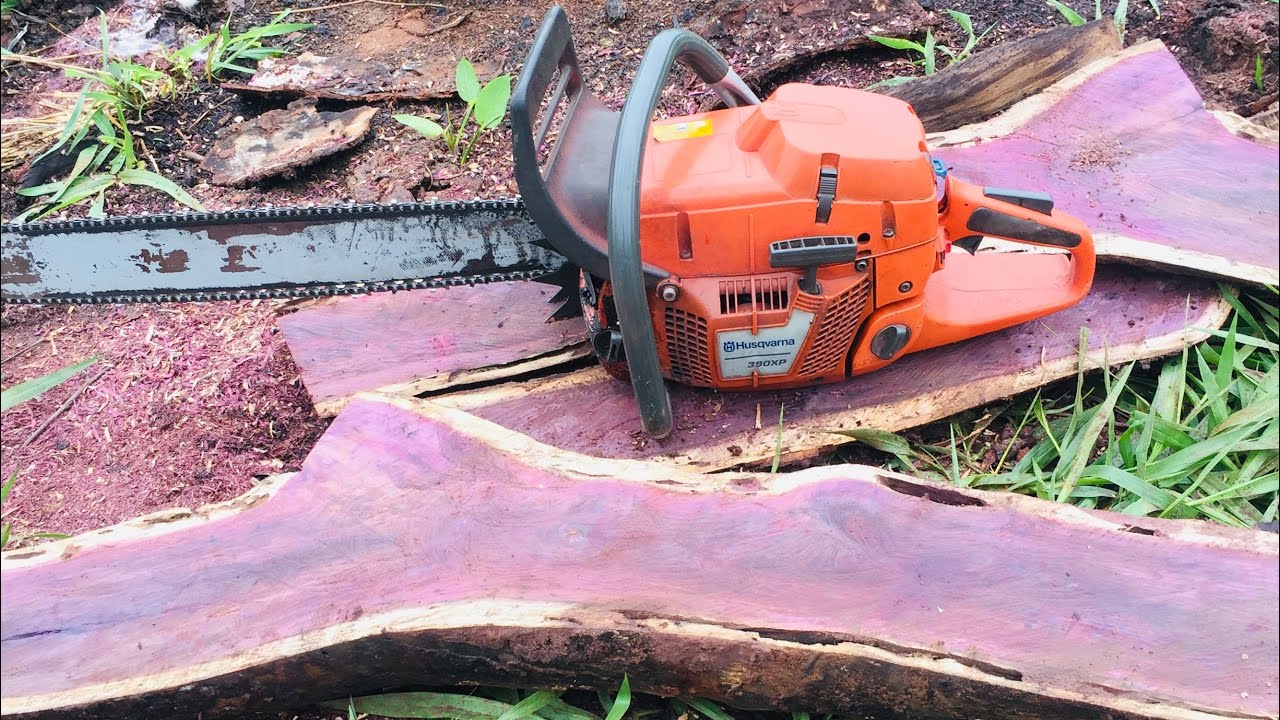 A madeira mais rara do mundo, cortando Madeira rara com motosserra Husqvarna Madeira de lei