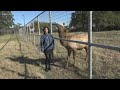 TAMU now home to famous "Elliott the Elk"