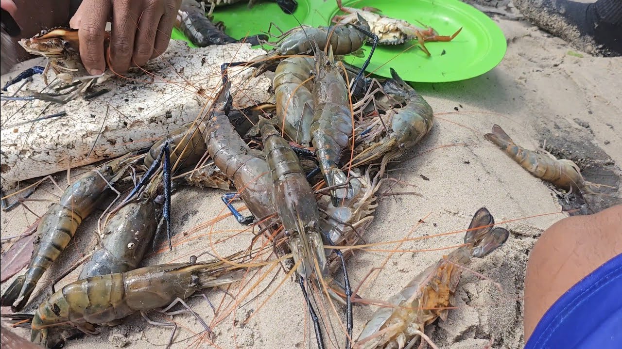 MILHARES DE SIRI COM DEZENAS DE CAMARÃO GIGANTE. UM LAGO DE FARTURA.
