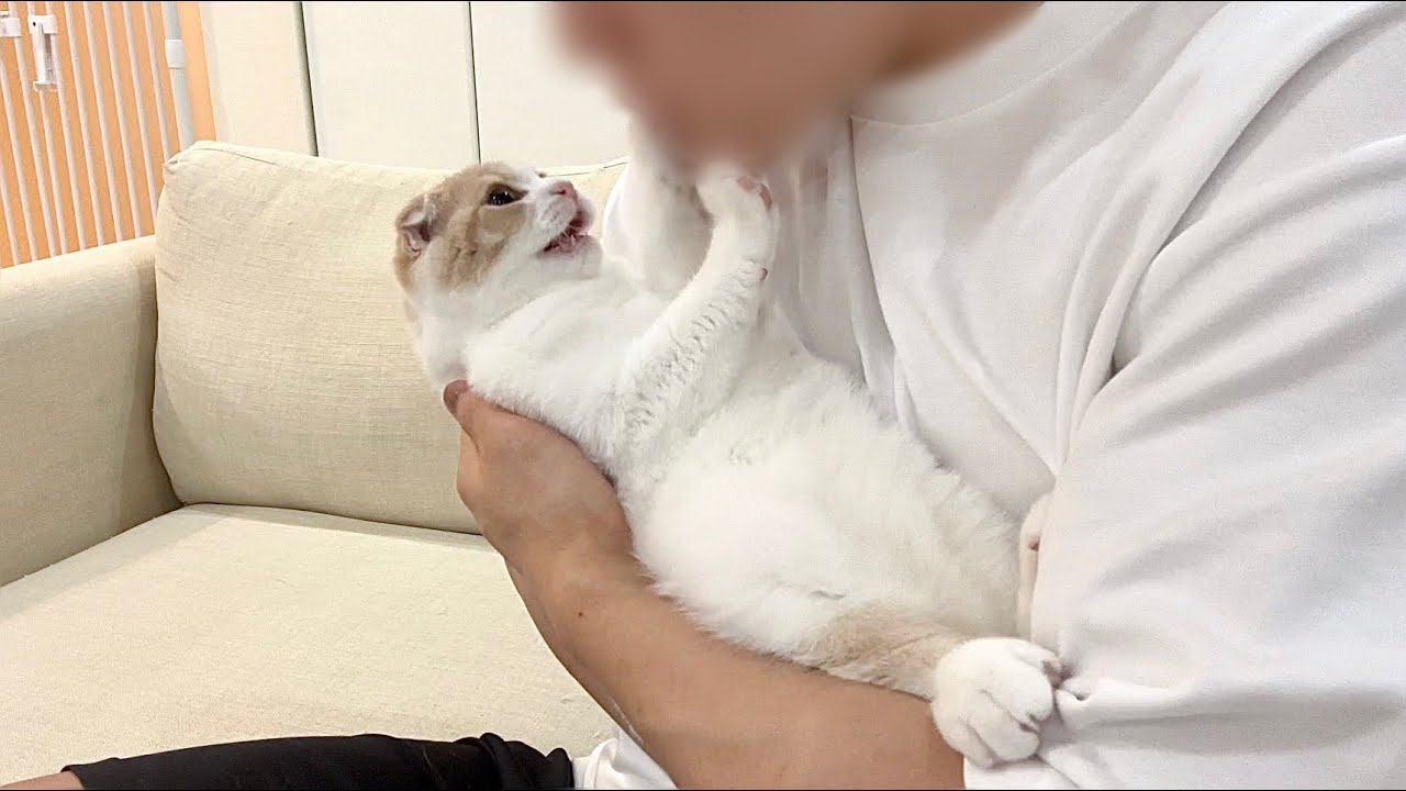 飼い主が突然チューしようとしてきたら子猫がこうなっちゃいまし