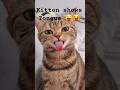 Kitten shows Tongue 🤪😛 / #shorts #cat #kitten #kitty #cute #shortsfeed #love