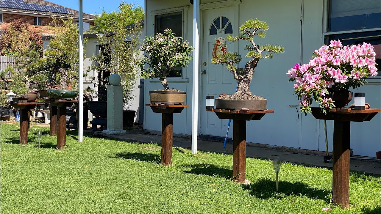 Vướn Bonsai Sydney Australia 26/09/21 YouTube