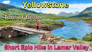 Yellowstone Lamar River Trailhead-So much Wildlife and Epic Views!