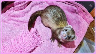 The Ferret's 'POOF'! Scruffles is Guilty The Ferret's 'POOF'! Scruffles is Guilty
