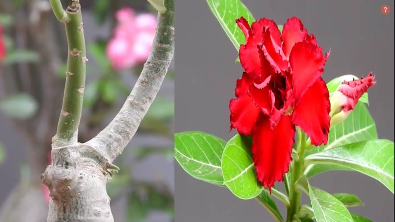 ROSA DEL DESIERTO, HAZLA  DE MULTICOLORES ASÍ