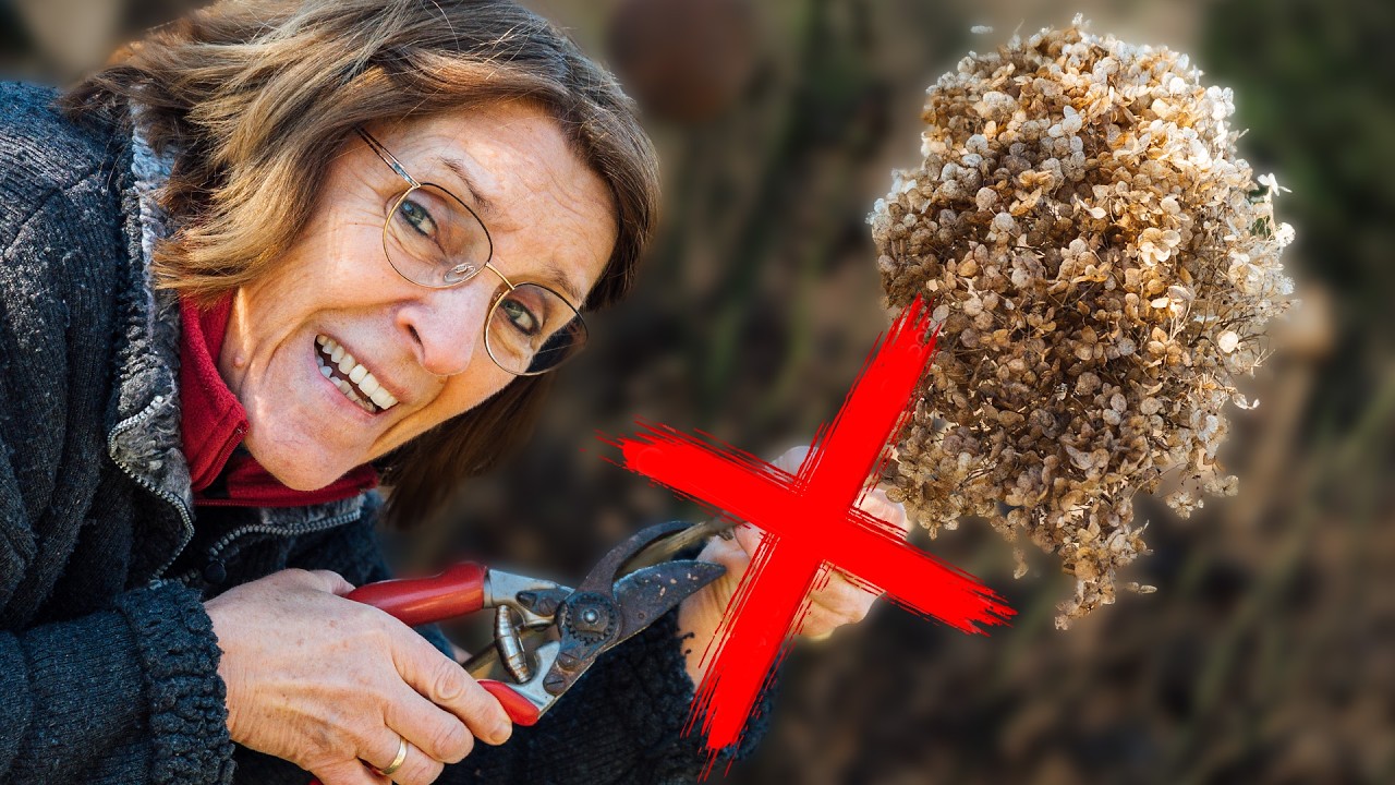 Der größte Fehler beim Hortensien-Schnitt (Vermeide das unbedingt!)