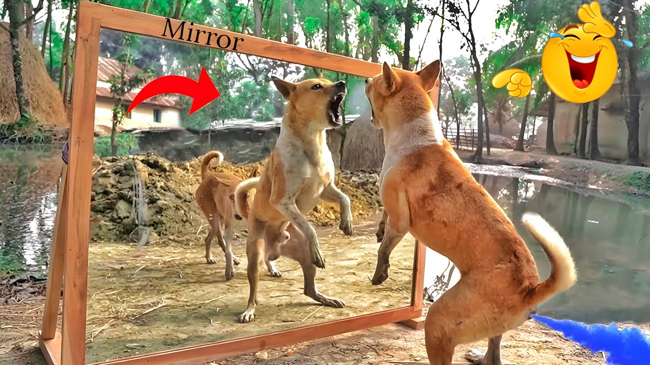 Dogs ? ? mirror fighting pranks videos very funny | funny animal videos 2023 clean
