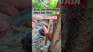 Proses Penyerbukan Bunga Buah Salak Pondoh petanisalak salakpondoh