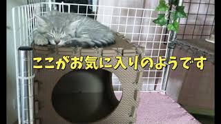 手作りキャットタワー