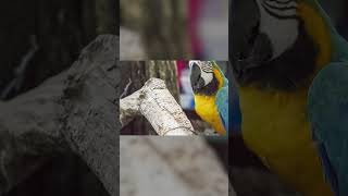 Living Fossils | Genesis Science Minute - with David Rives