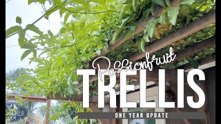 Overhead Passionfruit Trellis: One Year Update