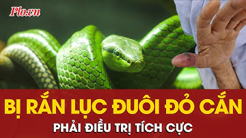 Hi hữu: Bị rắn lục đuôi đỏ cắn trong nhà vệ sinh, phải điều trị tích cực | PLO