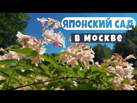 Японский сад в Москве. Japanese garden. Moscow. Ботанический сад.