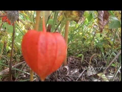 შემოდგომა მოტყიერში - 2017