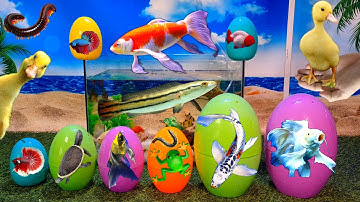 Tổng hợp video cá cảnh đẹp, động vật dễ thương, cá chép sư tử short, cá betta, ếch xanh