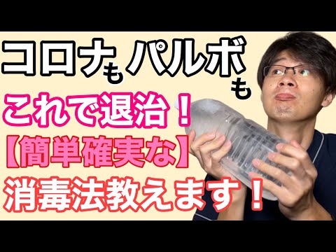 パルボウイルス完全ガイド:症状から家庭でのケアまで5つのステップ