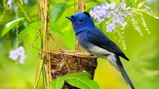 Yспокаивающая музыка для нервов 🌿 лечебная музыка для сердца и сосудов, релакс, музыка для души #145