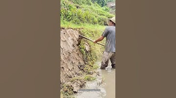 Field Ridge Weeds Removing Process !