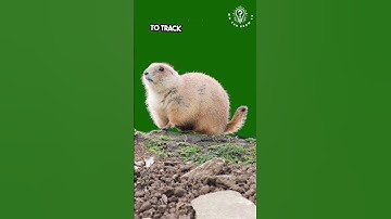The Secret World of Gophers: Unveiling Their Intricate Tunnel Networks