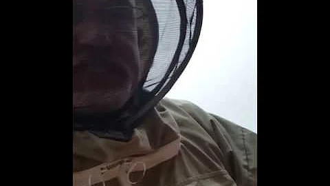 Bristol Pest Control with Adam Leonard - Wasp Trea...