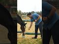 Atlar üçün Sevimli Yemək 🐴