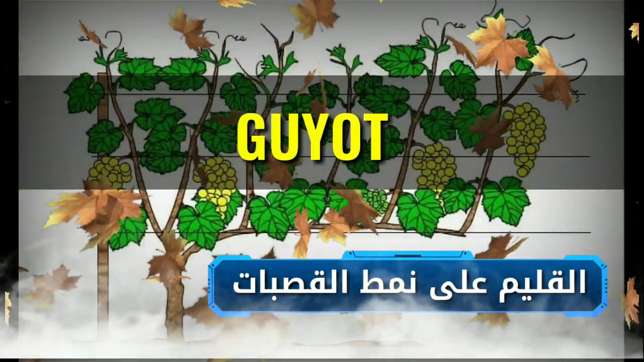 تقليم شجرة العنب على النمط القصبي Guyot