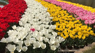 Cantiknya Warna-Warni Bunga Tulip ini