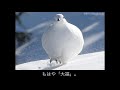 拝啓、雷鳥さま。～写真でみる神の鳥の生態～