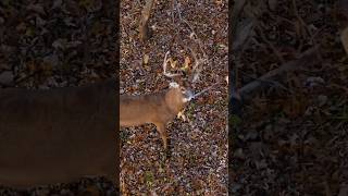Perfect Tree Stand Set Up Leads To Giant Iowa Buck