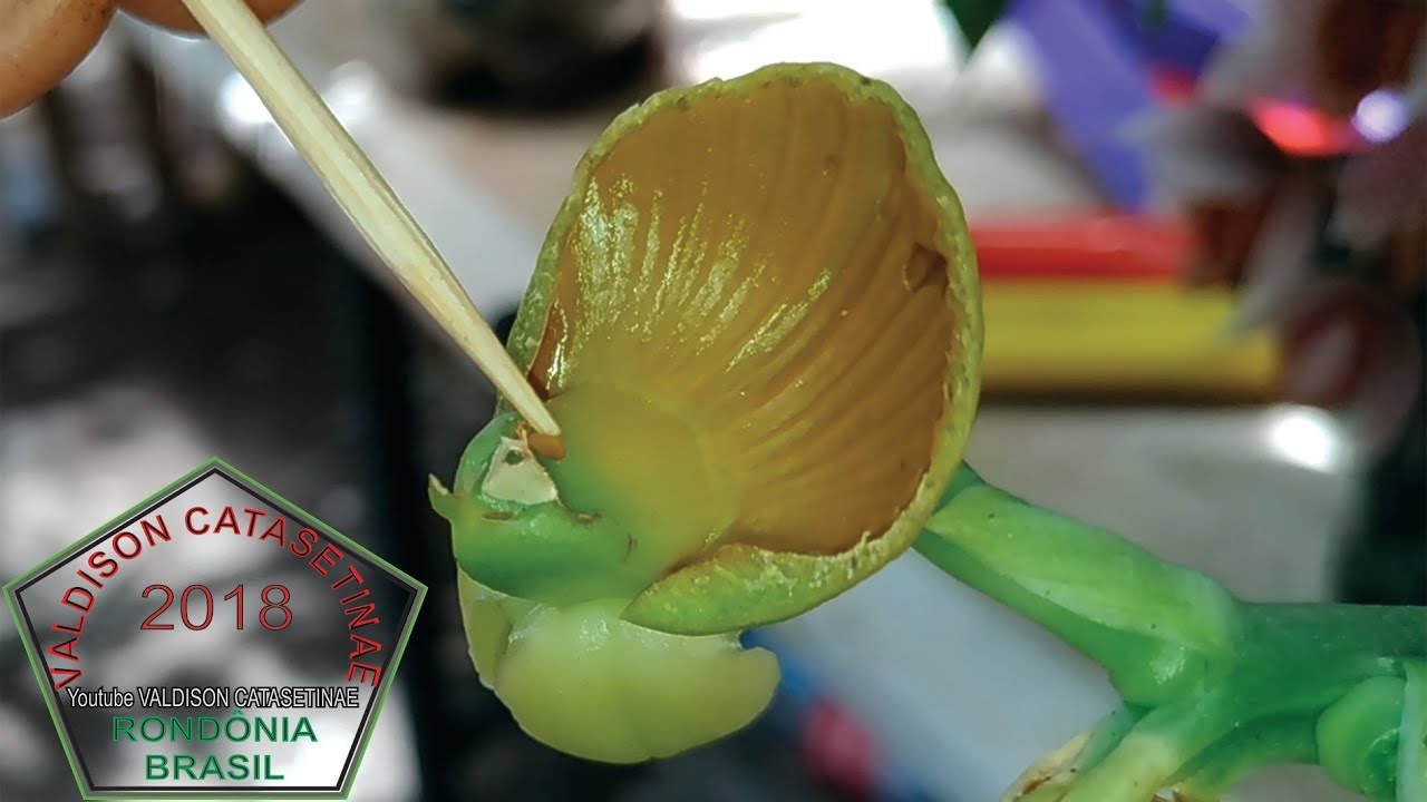 Fecundando (Polinizando) flor de Catasetum 