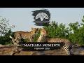 Botswana Zimbabwe Safaris Amazing Wildlife Sightings February 2026 
