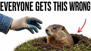 Never Kill the Groundhog in Your Yard — Here's the Real Reason